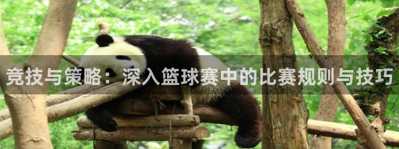 竞技与策略：深入篮球赛中的比赛规则与技巧