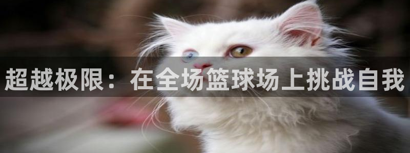 超越极限：在全场篮球场上挑战自我